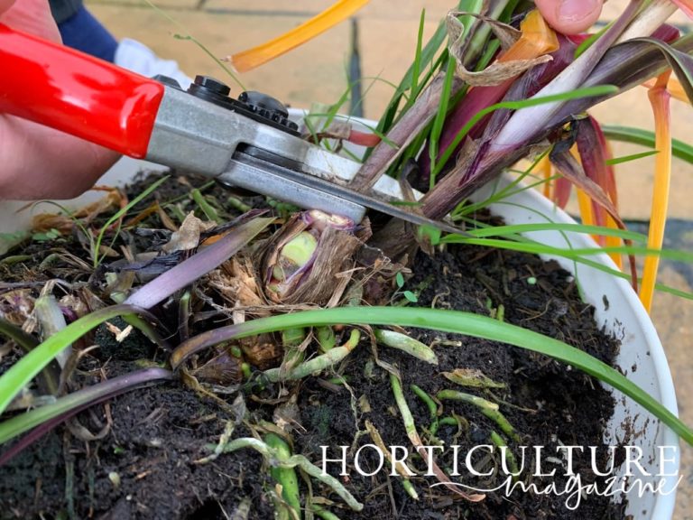 How To Prune Agapanthus Horticulture.co.uk
