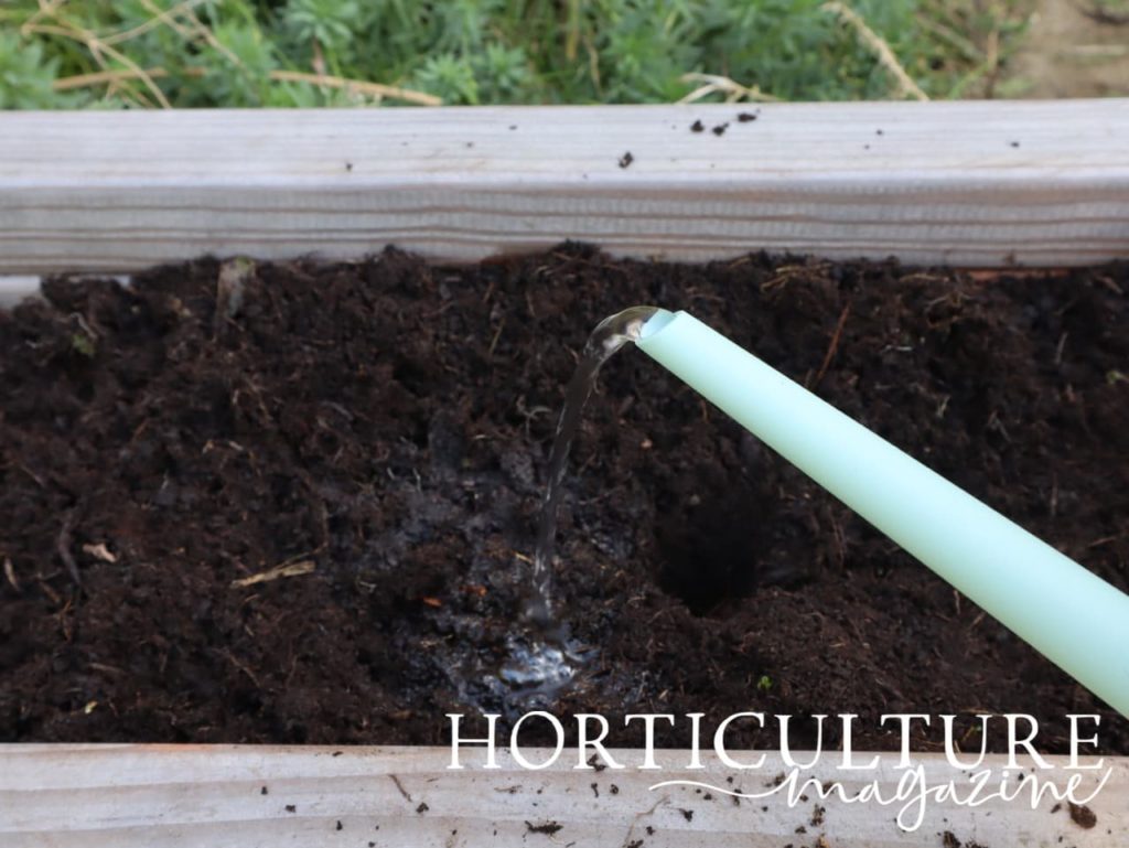 watering can shown pouring water on recently planted phlox bare root