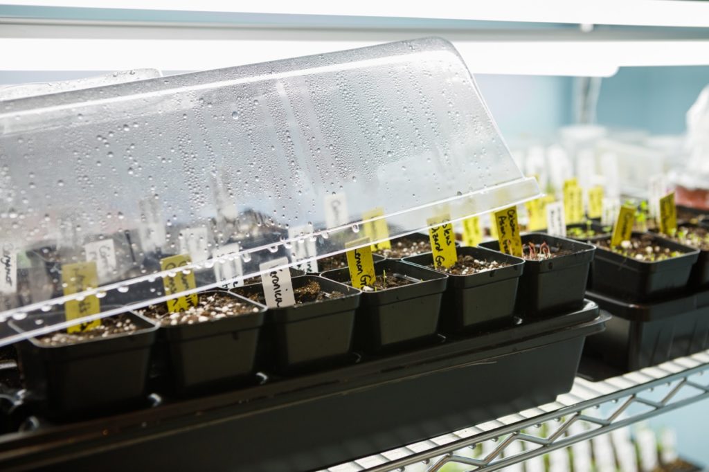 small potted seedlings growing inside a propagator with a plastic lid resting on top