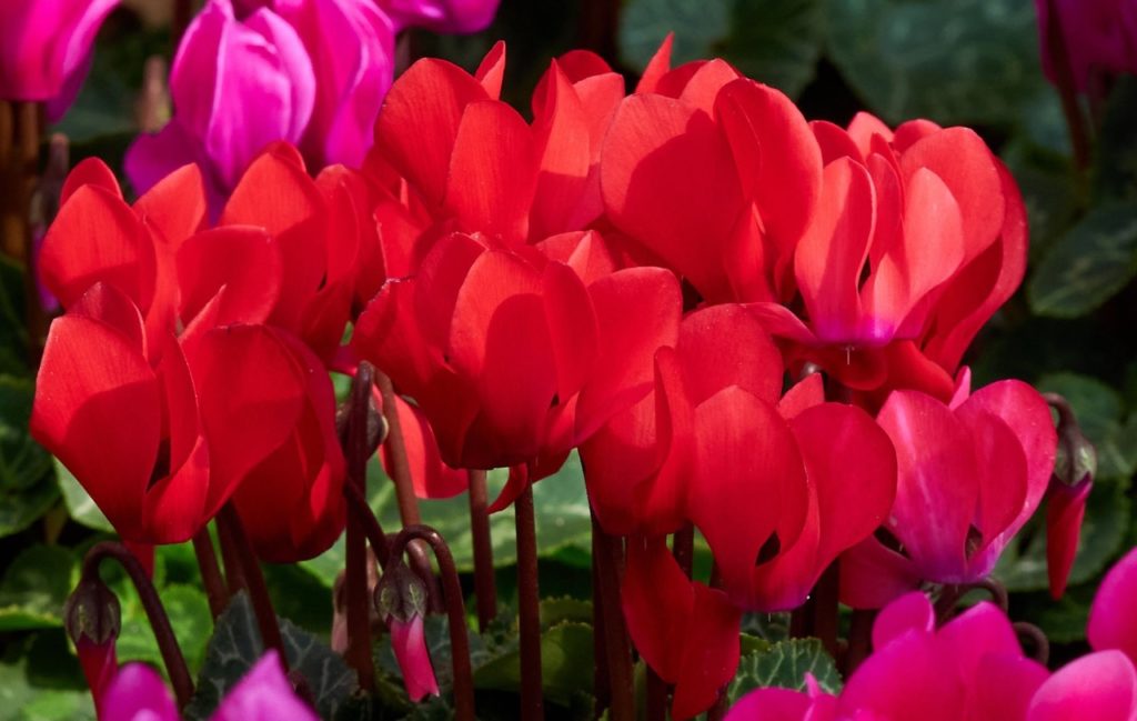 red flowerheads from a cyclamen plant growing outside