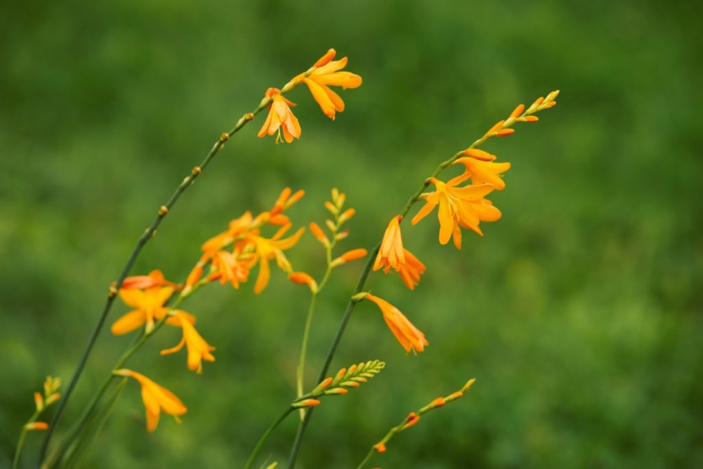 orange flowering crocosmia with tall stems growing outside against a green background