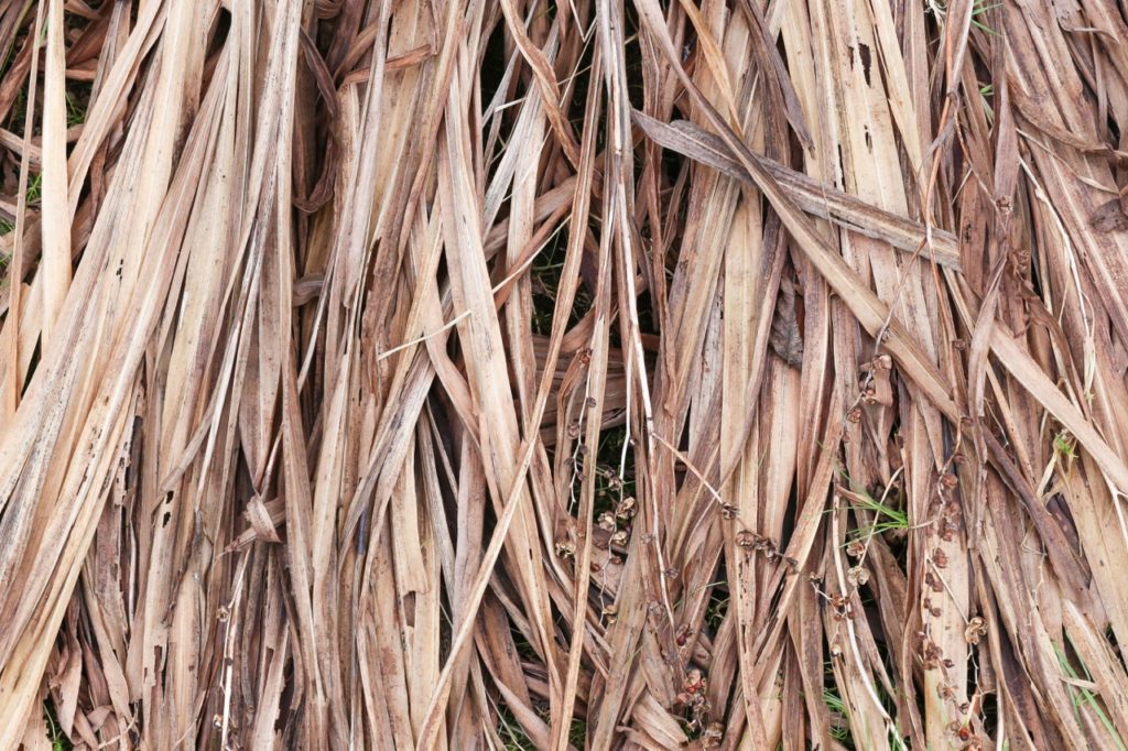 dead harvested brown leaves from a crocosmia plant being added to a compost heap