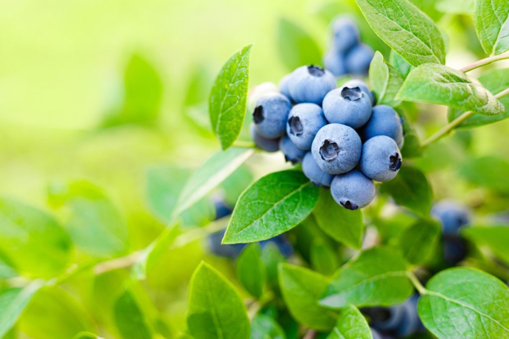 a cluster of blueberries growing from its plant outside in the sunshine
