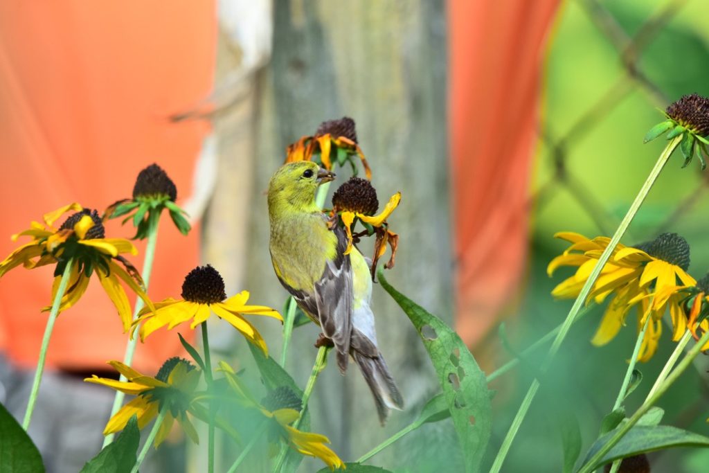 a goldfinch eating the seeds of a spent rudbeckia flower