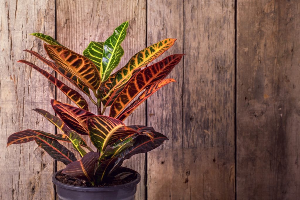 red, yellow and green variegated leaves from a potted croton 'petra' plant growing in front of a wooden wall inside