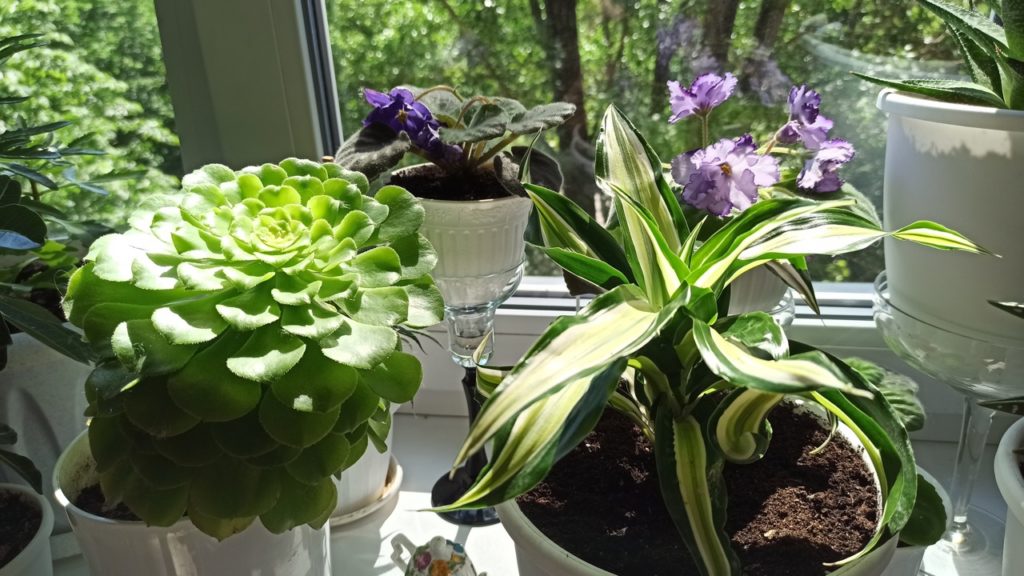 potted green aeonium plant growing on a windowsill inside with other potted houseplants