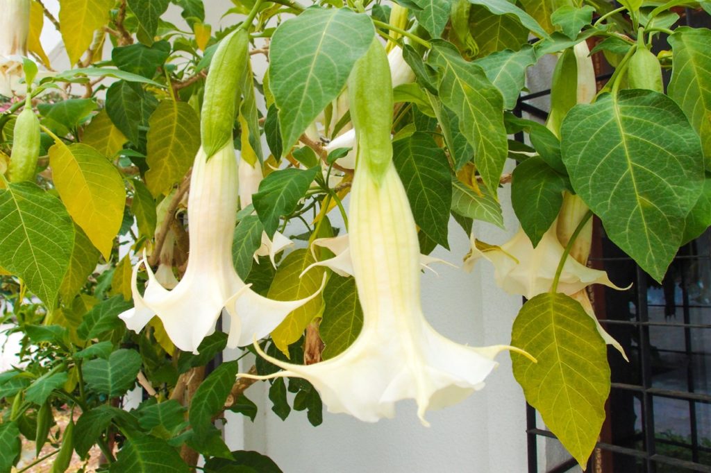 creamy-white flowering Angel's Trumpets growing outside in front of a white wall and gated window