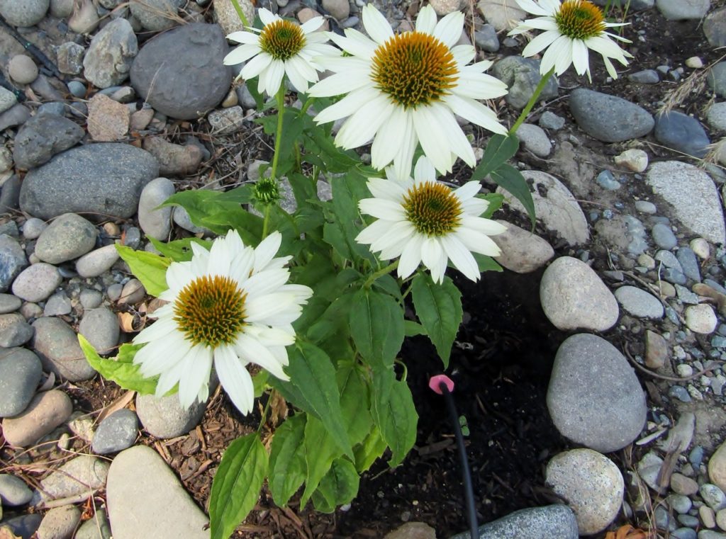 white flowering coneflower growing from soil in stony ground outside