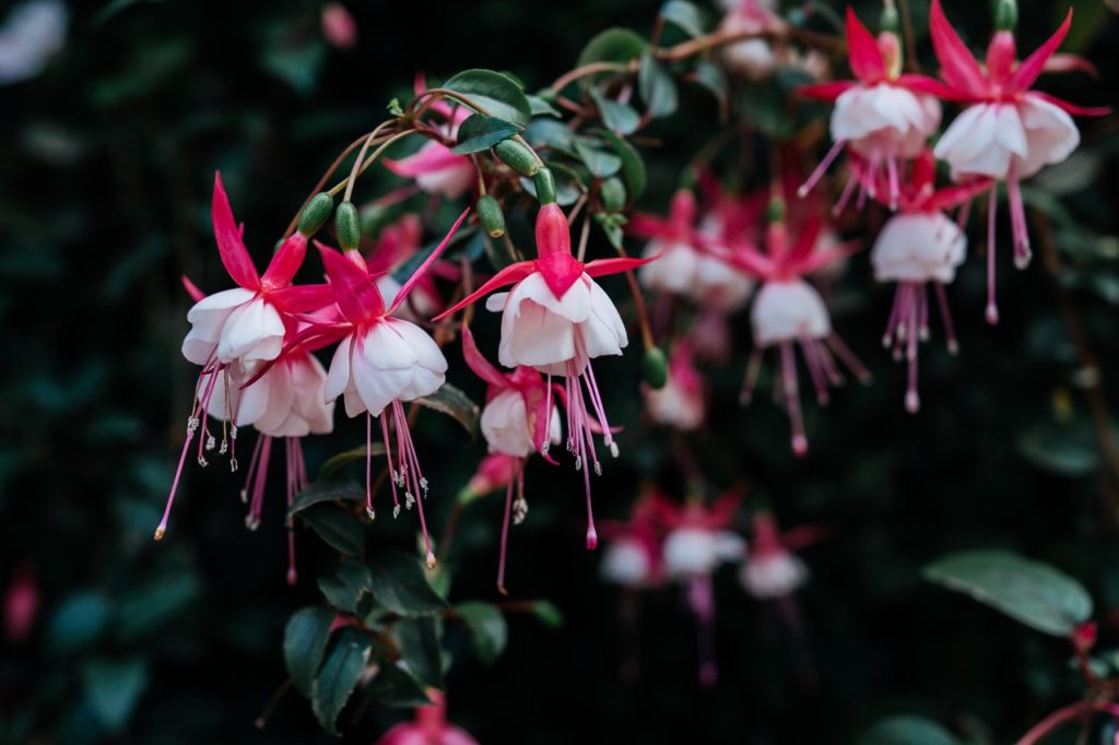 fuchsia 'Alice Hoffman' with pink and white flowers and dark green foliage growing outdoors