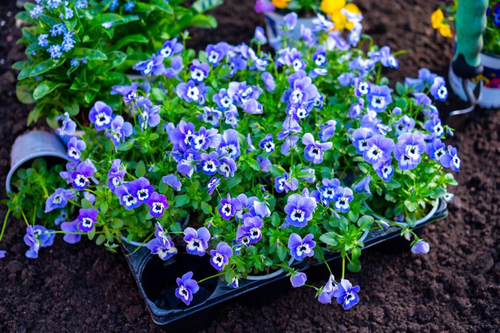 blue and white potted violas growing outside in a tray ready to be planted out