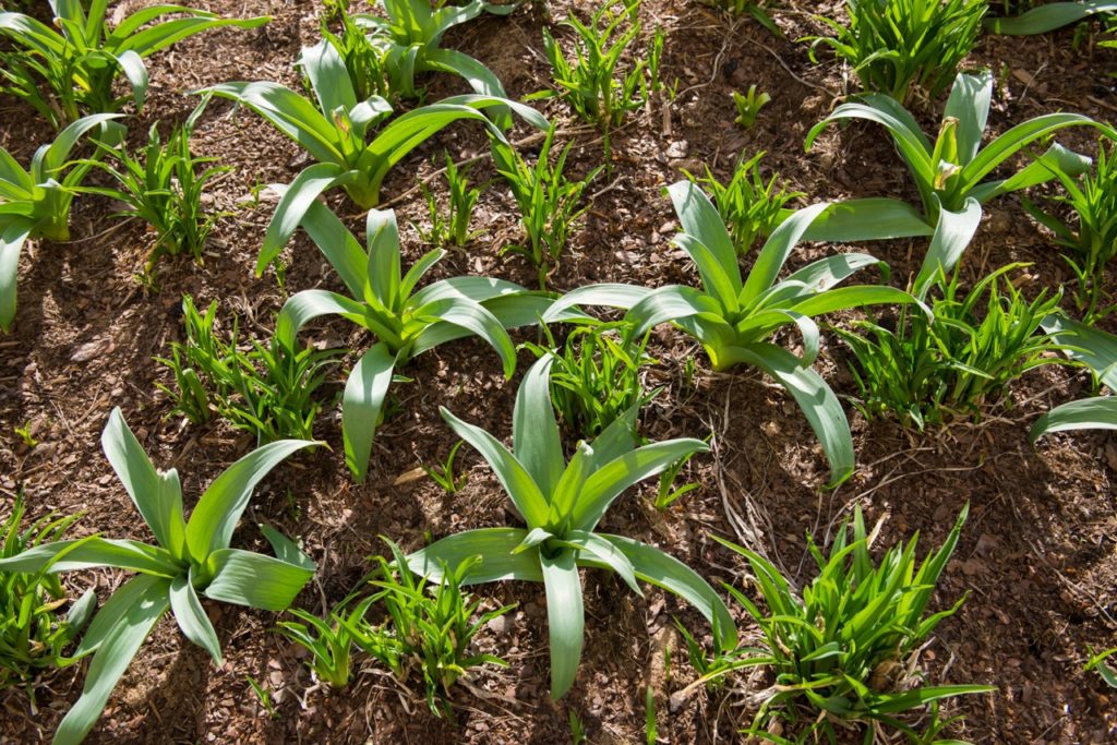young Hemerocallis plants growing in rows alongside allium seedlings