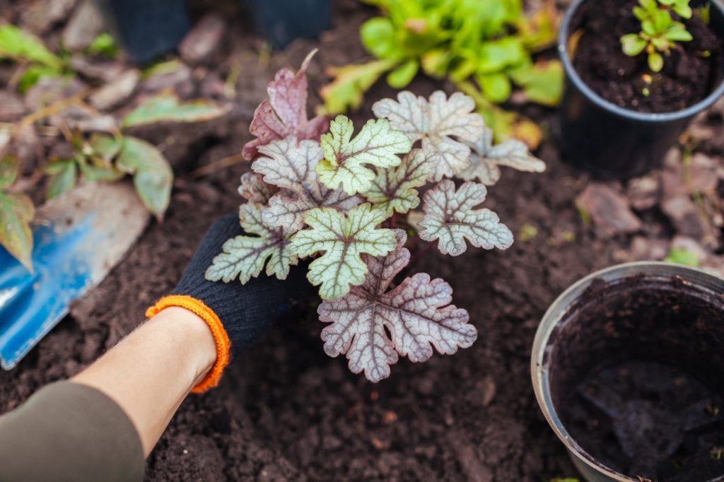 someone holding a young green and purple-leaved heuchera plant over soil the ground next to a container also filled with soil