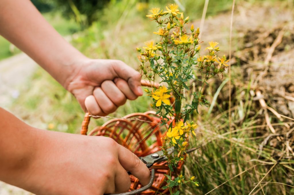 gardener using a pair of gardening scissors to prune a hypericum shrub growing outside