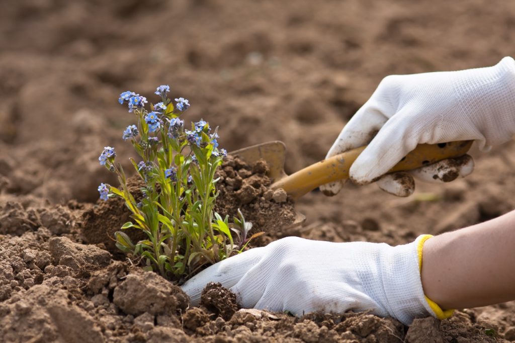 Myosotis being planted into the soil outside by a gardener using a trowel