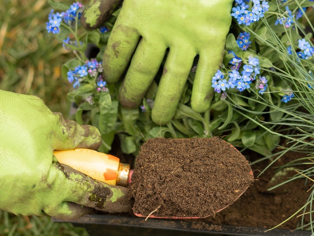 gardener using a trowel to cover a blue flowering forget-me-not growing in a container with fresh soil