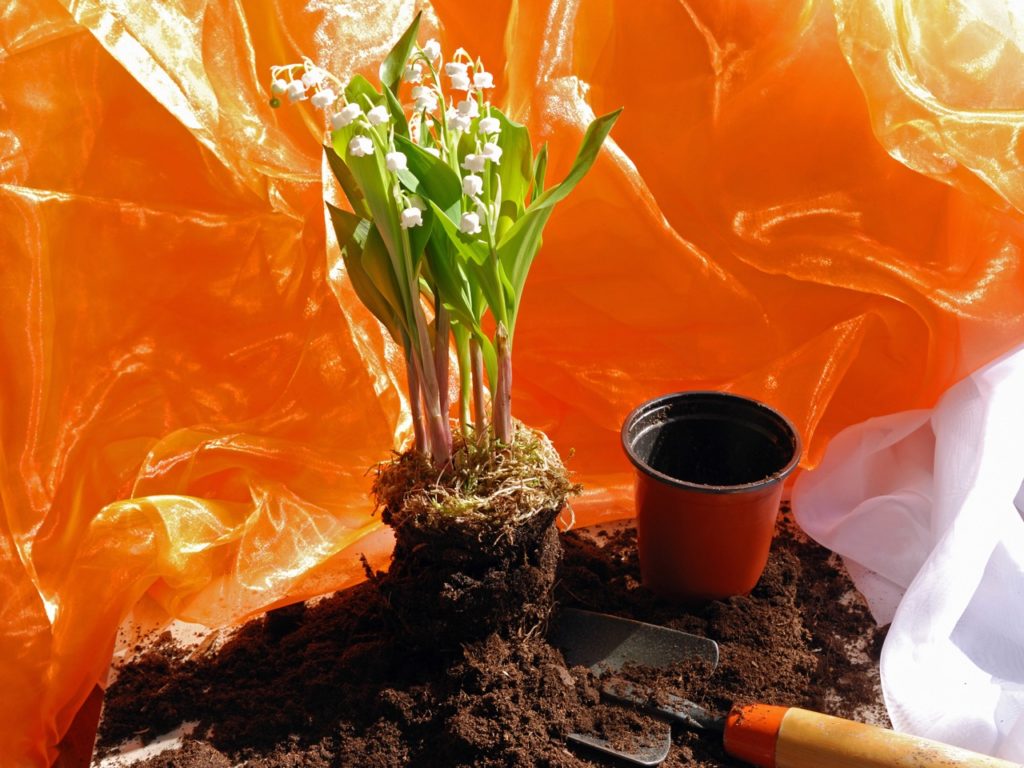 Convallaria majalis removed from its pot and sat on some soil next to a trowel, with an orange sheet backdrop