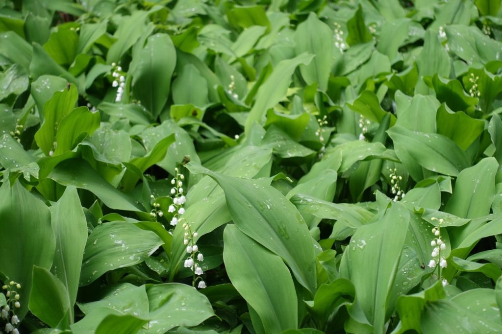lily of the valley plants with white flowers growing in a cluster all covered with water droplets
