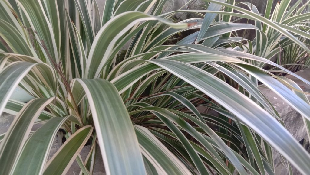 overgrown phormium plant with thin green and white leaves growing outdoors in a large stone container