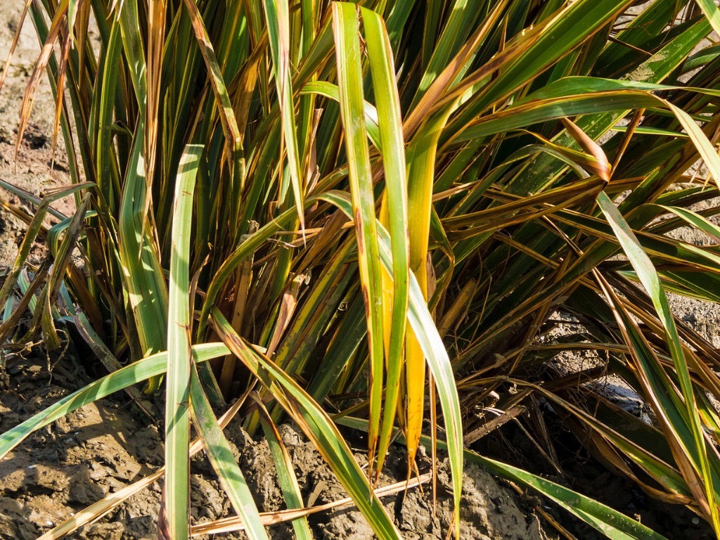 long yellow and green leaves from a phormium plant growing outdoors in loamy soil 