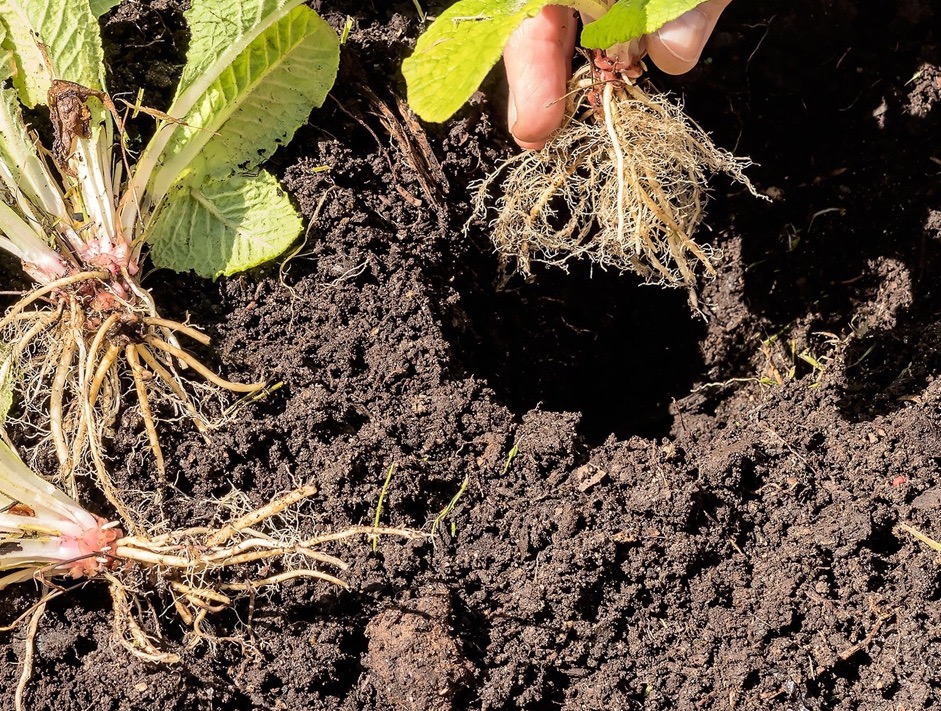 a plant that has been divided into three clumps by the roots lying on the soil, with one of the clumps being held over a hole in the ground