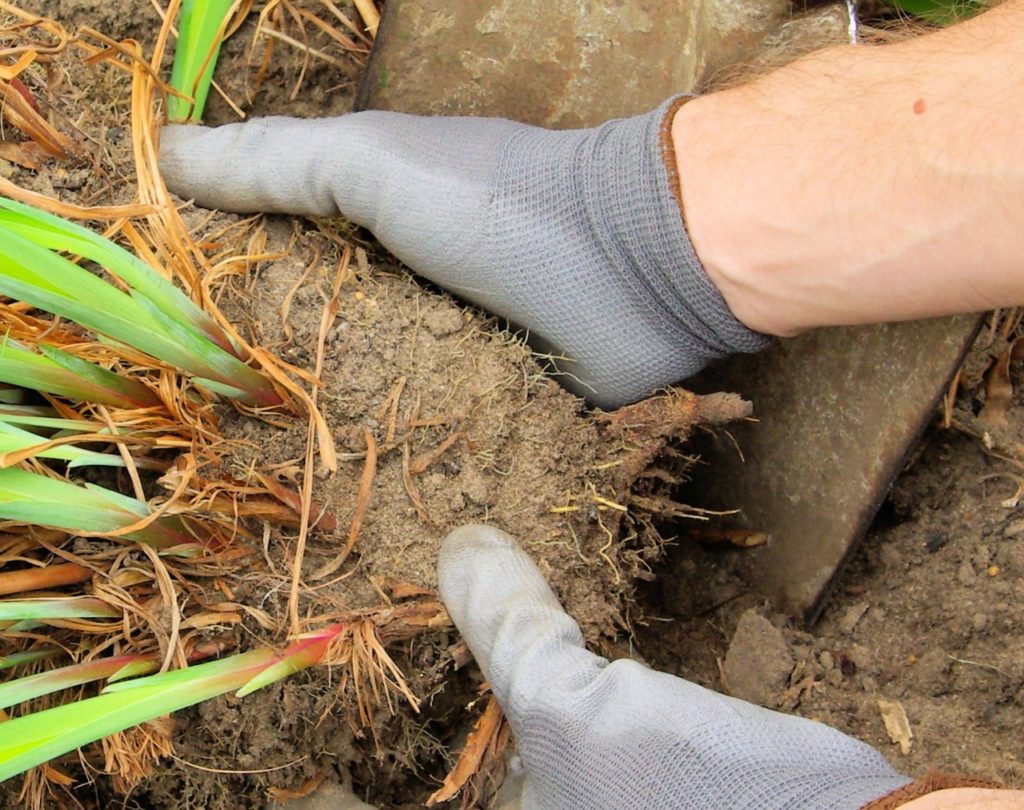 gardener wearing grey gardening gloves planting a divided plant back into the ground