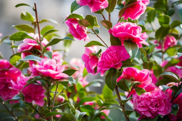 How To Prune Camellia Shrubs Horticulture.co.uk