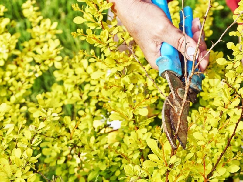 How To Prune Berberis (Barberry) Shrubs Horticulture.co.uk