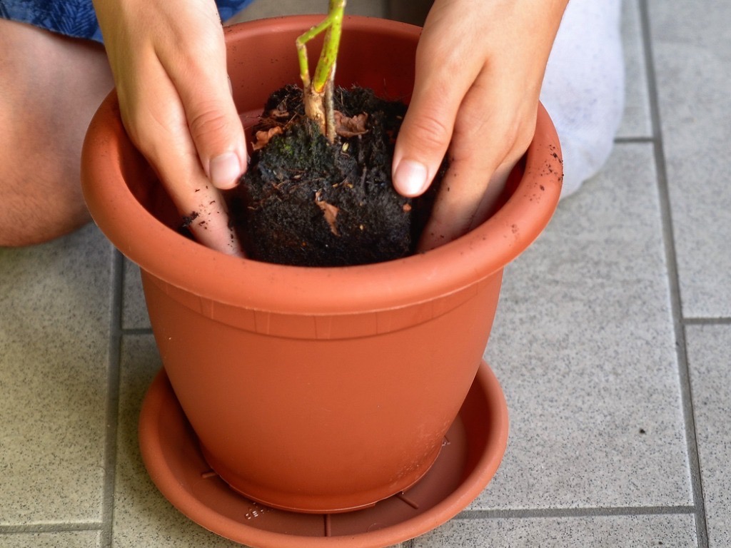 gardener planting a young blueberry bush into a new pot