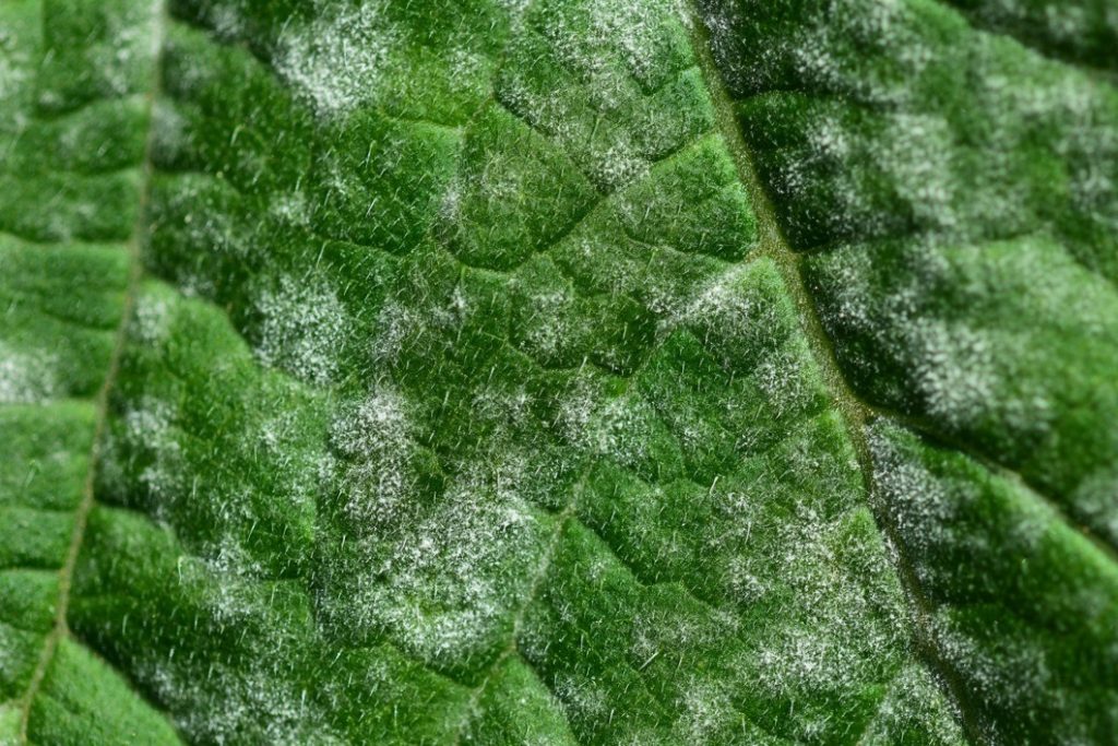 close-up of white powder-like splotches on the surface of a leaf that is affected by powdery mildew