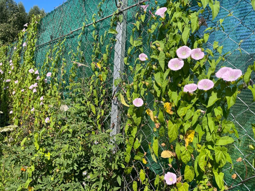 pink flowering Convolvulus arvensis growing against a wire fence outside