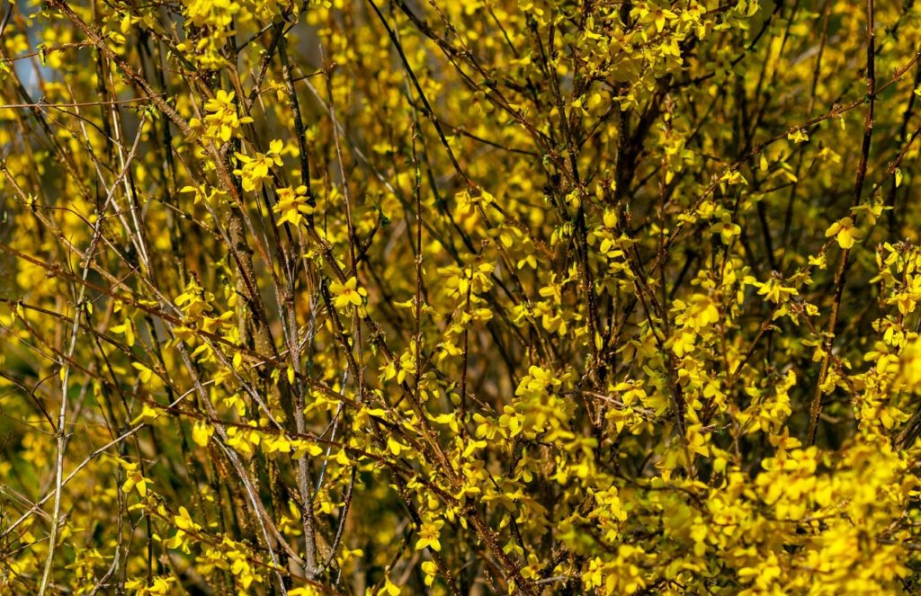 forsythia x intermedia 'Courtalyn' with white flowers growing outside