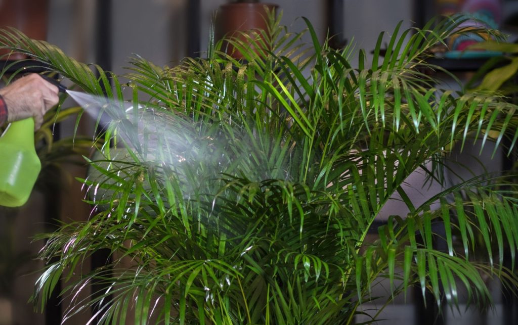 large Dypsis lutescens with lots of small thin leaves being sprayed with water