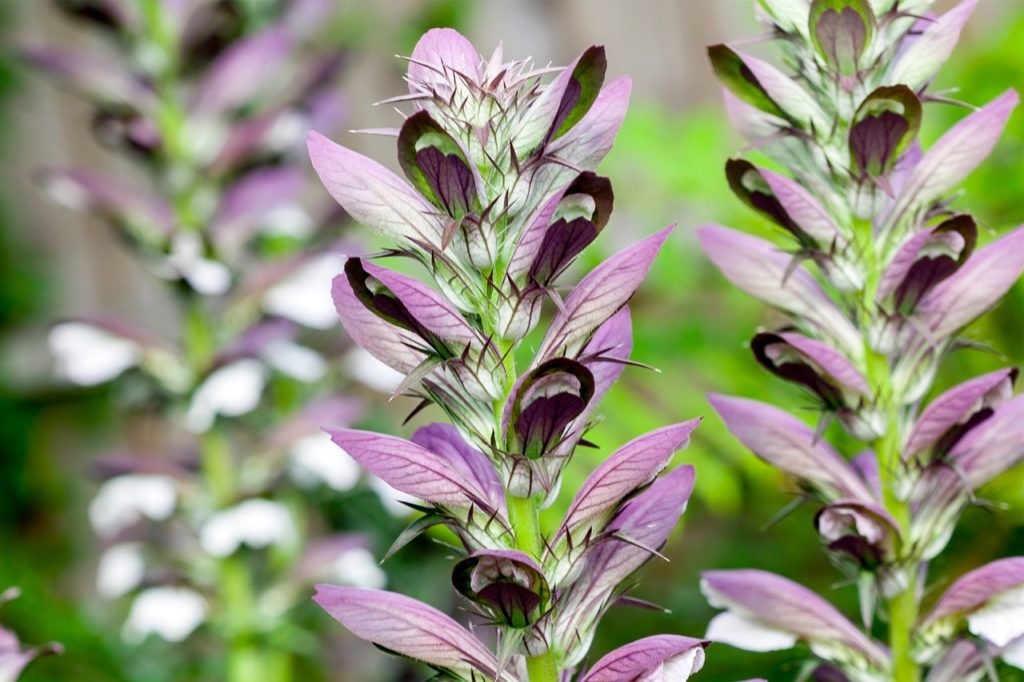 close-up of the purple and green foliage and spikes of bear's breeches plants