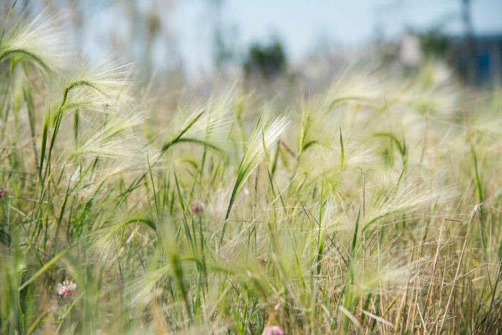 young Mexican feather grass plants growing wildly in a field