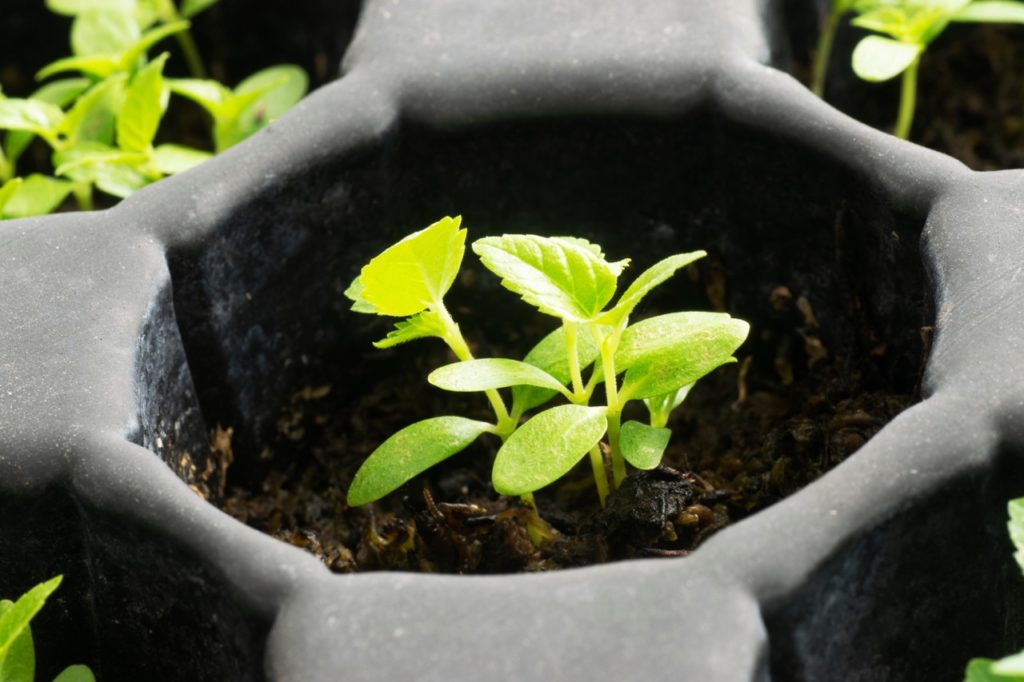 morus nigra seedlings growing in a seed tray