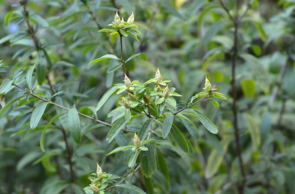 closed flower buds on a hypericum bellum shrub with long thin green leaves growing outside