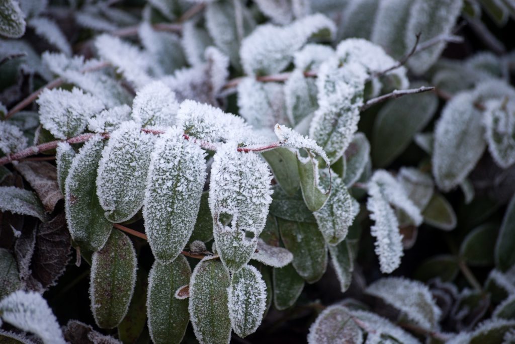 dark green hypericum leaves covered in a layer of frost 