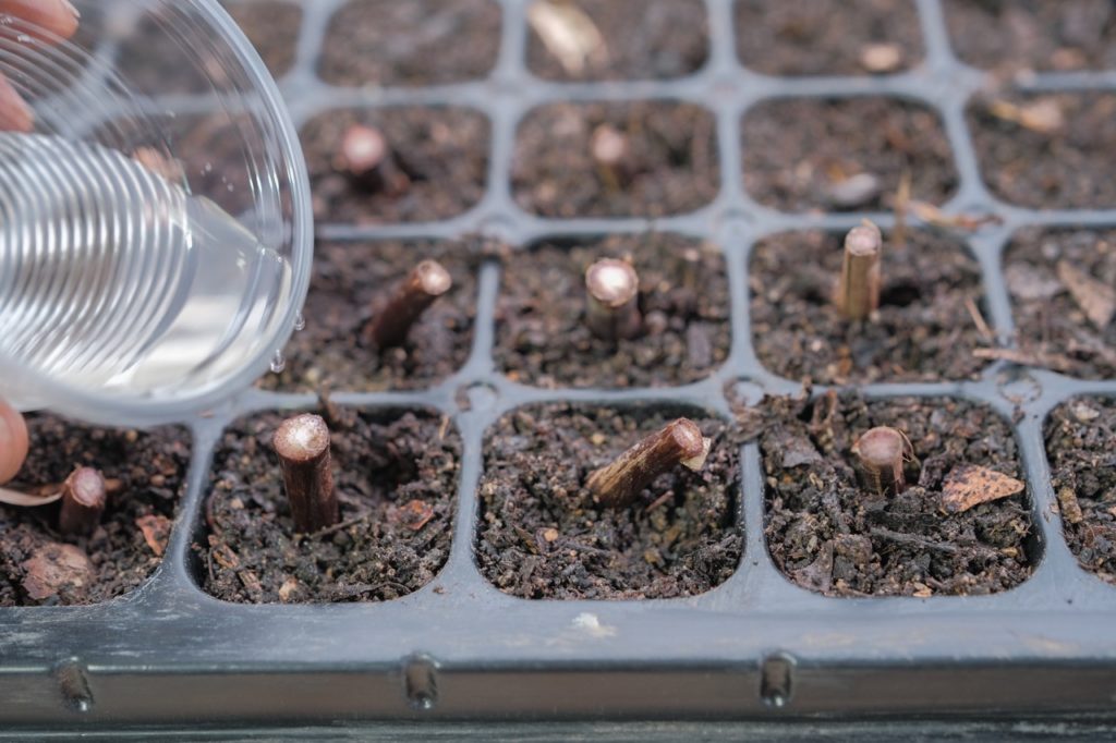 gardener pouring water from a plastic cup onto colocasia cuttings that are being propagated in a seed tray