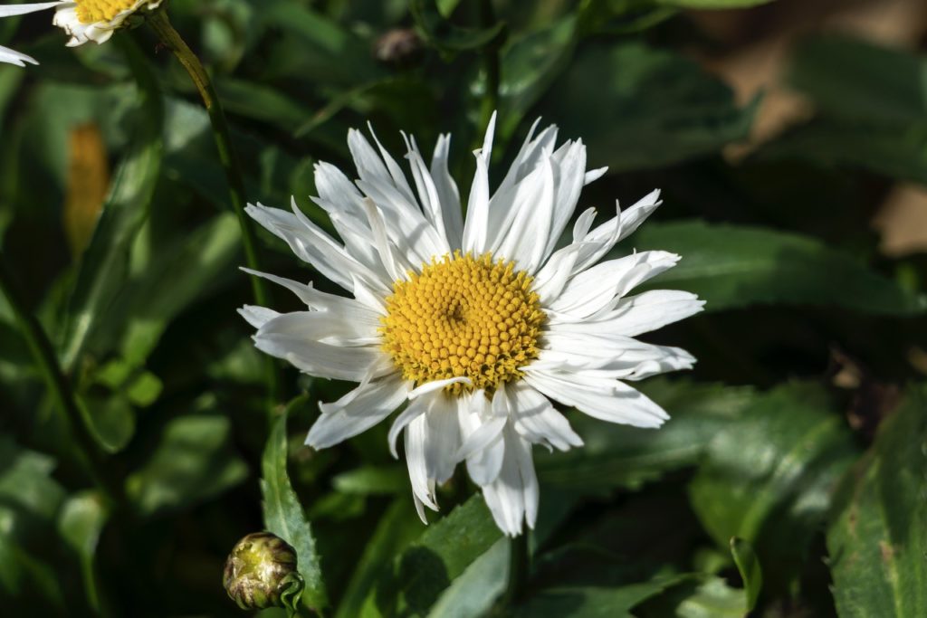 L. × superbum 'Madonna' flowerhead with layered white petals and a yellow centre
