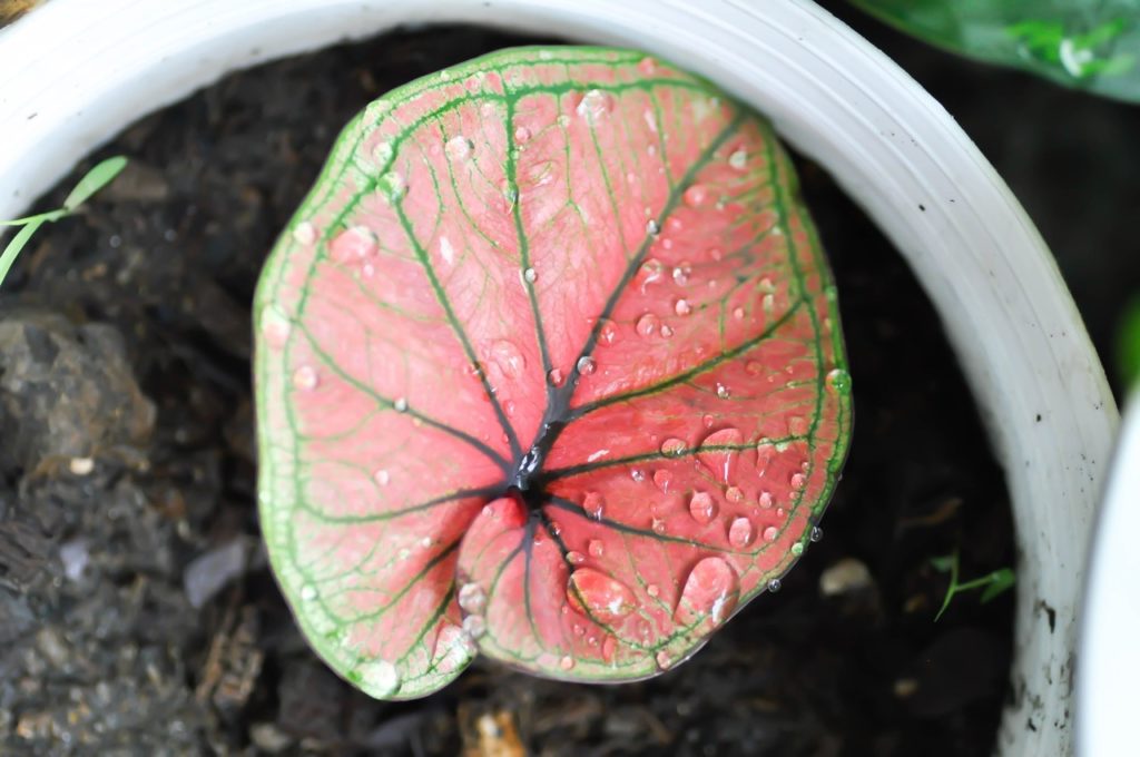 red and green veined leaf from a small colocasia plant growing in a white container