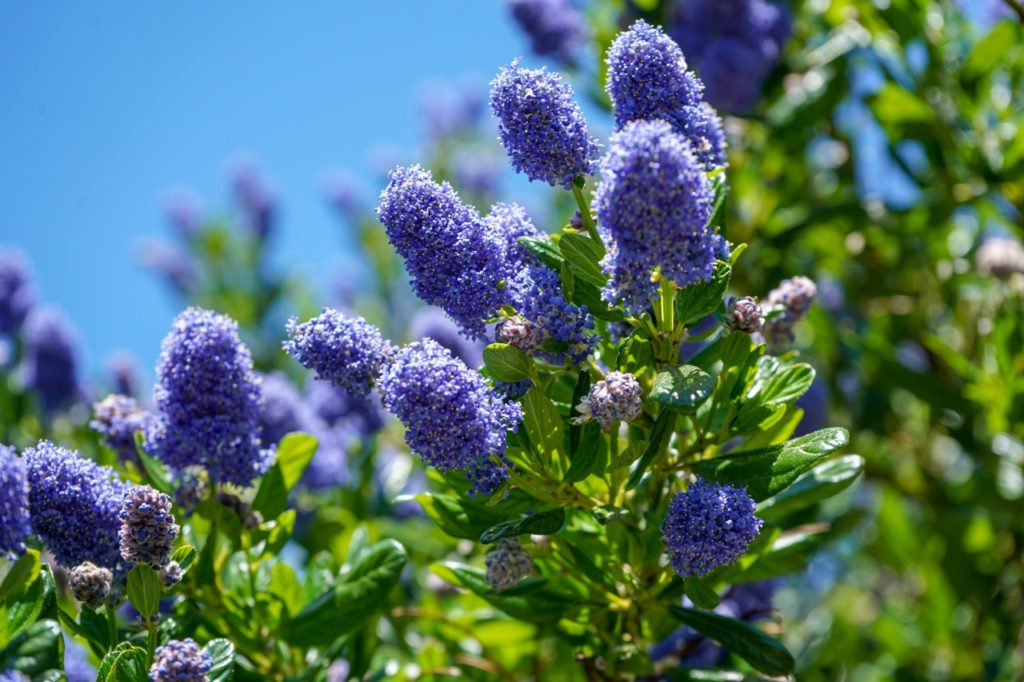 purple-blue flowers from a Ceanothus 'Cascade' plant growing outside on tall stems with a blue sky in the background