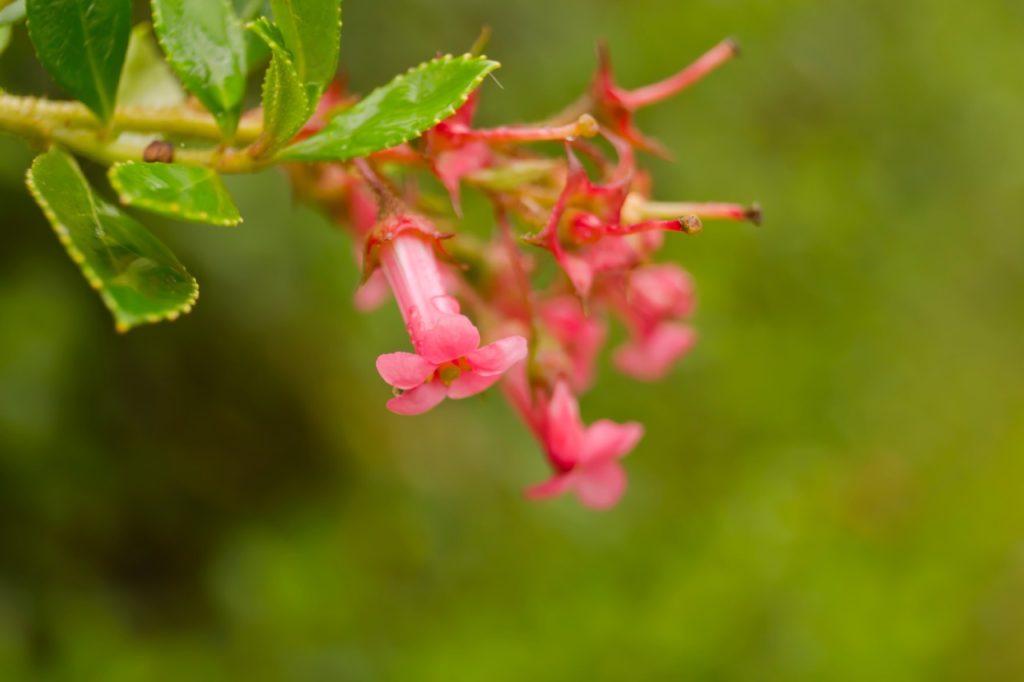escallonia rubra plant with trumpet-shaped pink flowers and green leaves