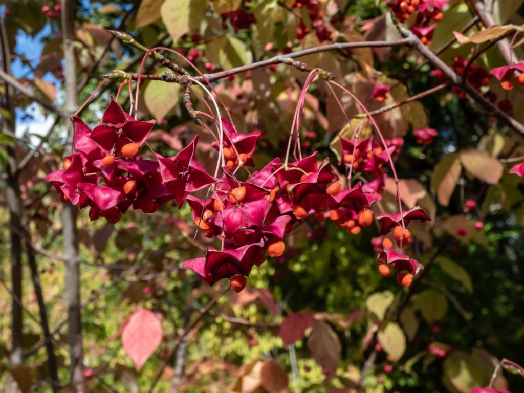 euonymus cornutus shrub bearing pink star-shaped leaves and orange round fruits 