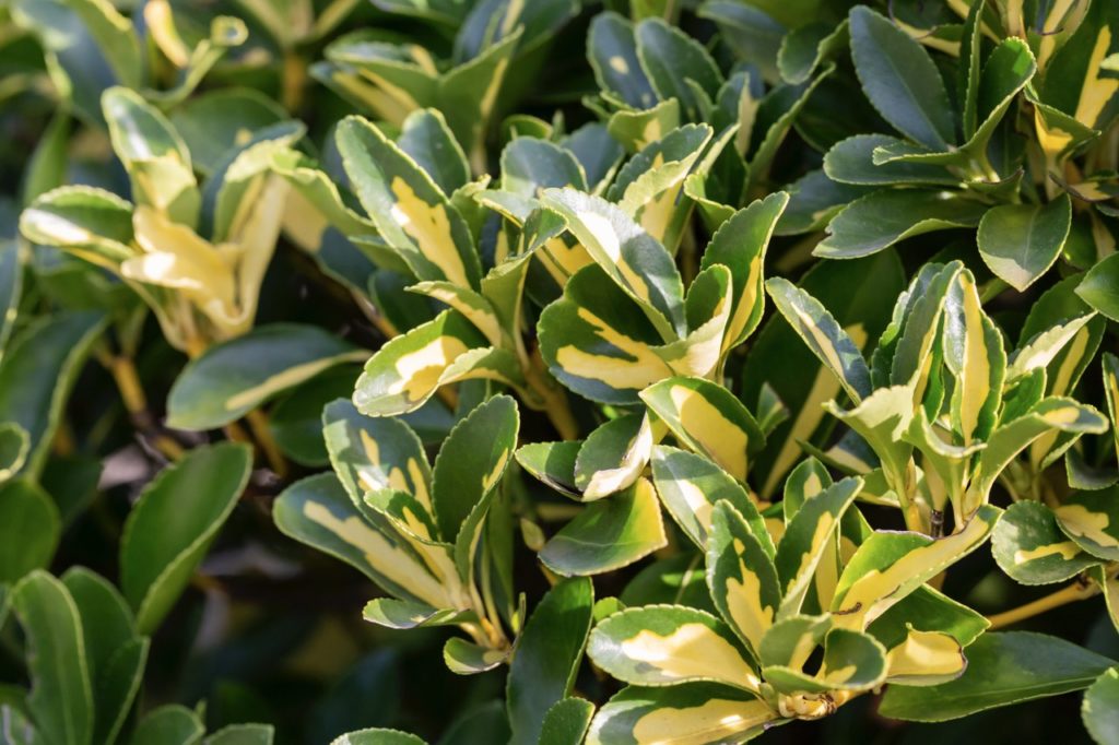 variegated green and yellow leaves from a euonymus growing outdoors