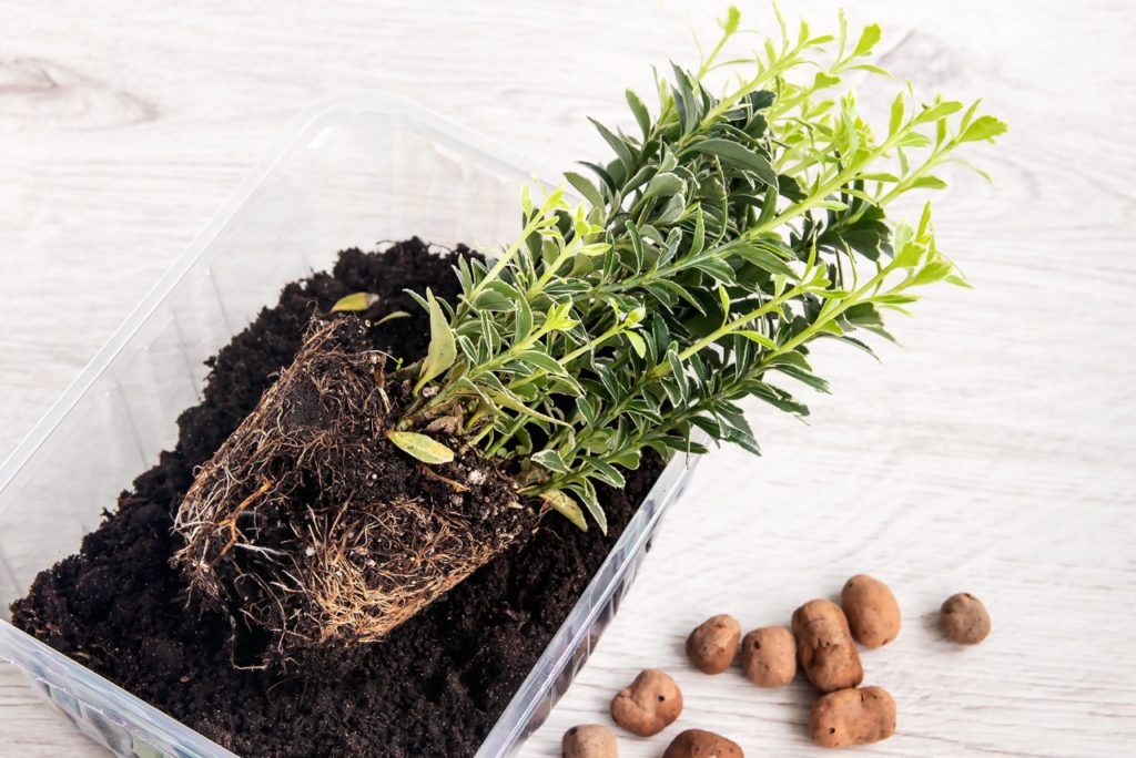 young euonymus plant taken out of its container and resting in a plastic container ready for potting up