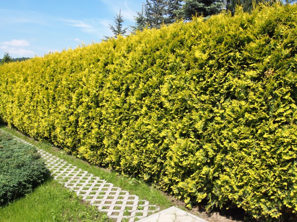 a thuja hedge on the edge of a garden behind a trellis path on the lawn with a blue sky in the background