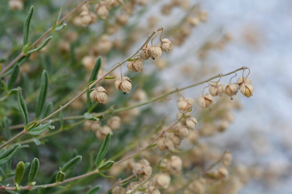 the dead brown flowers that have gone to seed on a helianthemum shrub with small thin green leaves growing outside