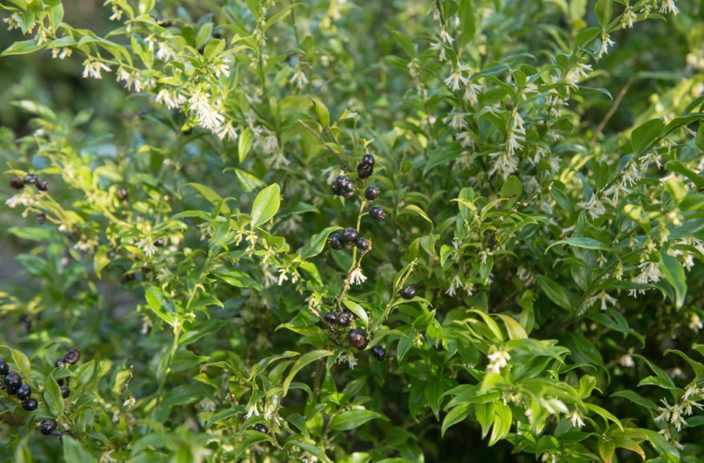 big sweet box shrub with white flowers and black round berries