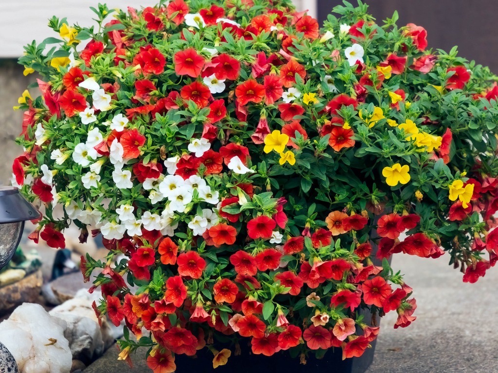 white, red and yellow flowering calibrachoa plants growing in a large plant pot
