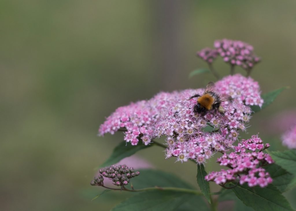 pink flowering yarrow plant with a bee resting on the top of the flowers